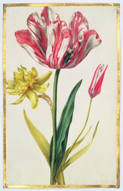 Narzisse und Tulpe, ca. 1675 von Nicolas Robert